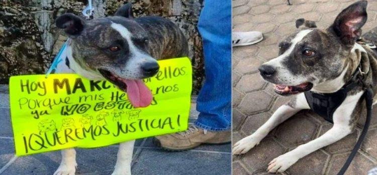 Pierde la vida Magdaleno el perrito macheteado por militar en Querétaro