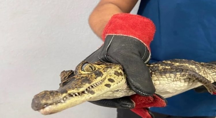 Un caimán deambulando por las calles de Querétaro