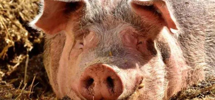 Registra Reino Unido el primer caso humano de influenza porcina