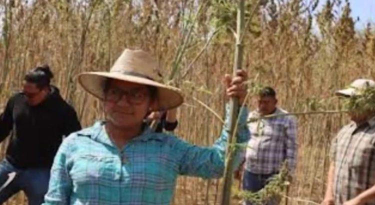 Cosechan en Oaxaca primer cultivo experimental de cannabis