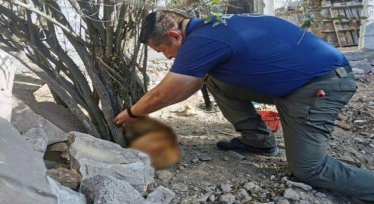 Multan con 72 mil pesos por crueldad animal, la mujer deja amarrado a su perro hasta morir Multan con 72 mil pesos por crueldad animal, la mujer deja amarrado a su perro hasta morir