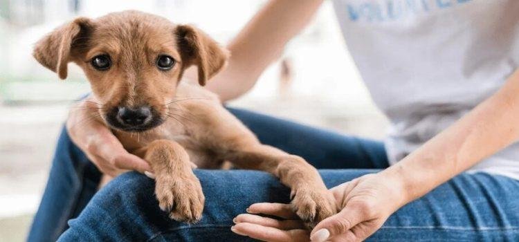 Alistan jornada de adopción de mascotas en Querétaro