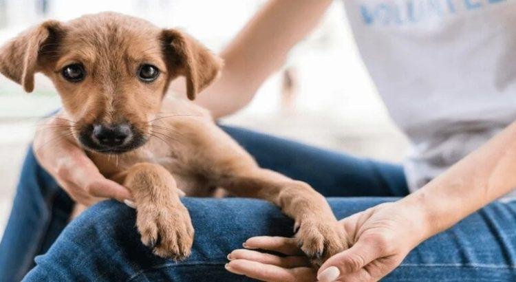 Alistan jornada de adopción de mascotas en Querétaro