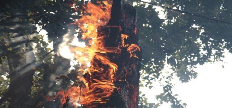 Incendio forestal en Querétaro, desalojan a 250 personas