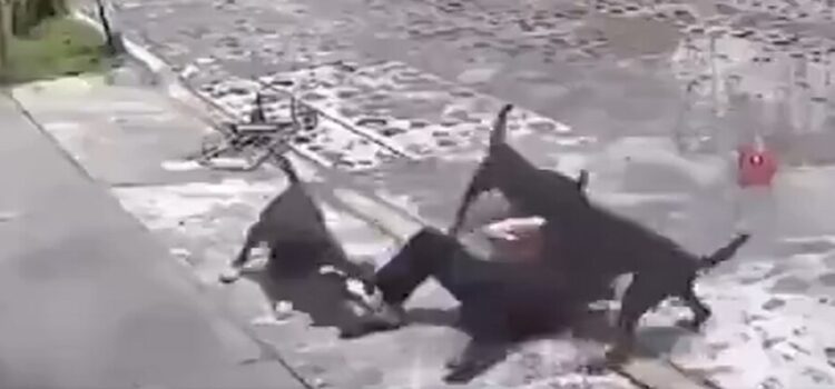 Unos perros atacan a abuelita en el estado de Querétaro el  video se vuelve viral