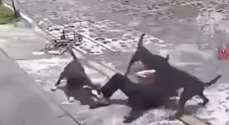 Unos perros atacan a abuelita en el estado de Querétaro el  video se vuelve viral