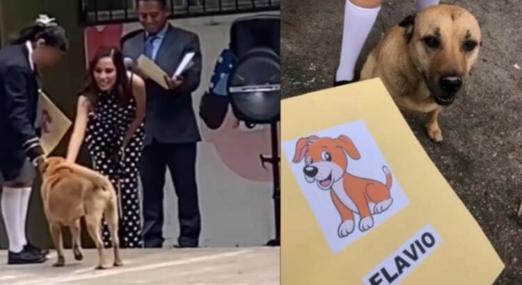 Flavio, el perrito callejero que se graduó y conquistó TikTok