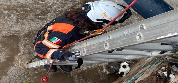 Es rescatada una gatita que fue arrastrada por el río en Querétaro