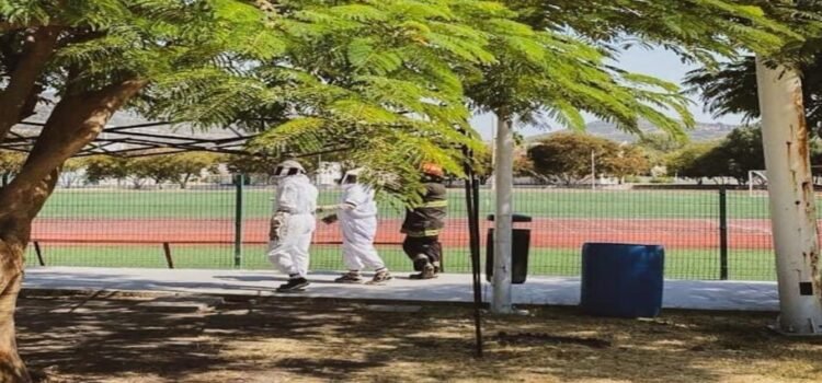 Unas abejas  atacan a 50 personas en un juego de futbol americano en Querétaro