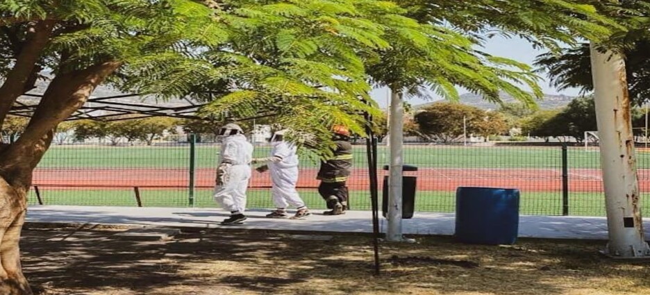 Unas abejas  atacan a 50 personas en un juego de futbol americano en Querétaro