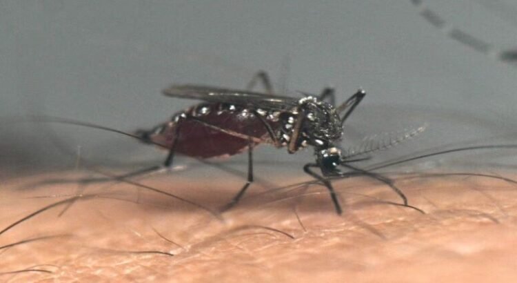 Se han presentado más de 2,800 casos positivos de dengue en el estado de Querétaro