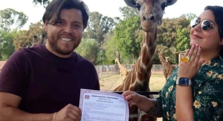 Cásate en el Zoológico … con una jirafa como testigo