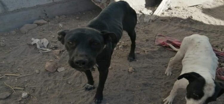 Van mas de 50 perros que son rescatados en Querétaro en este 2025