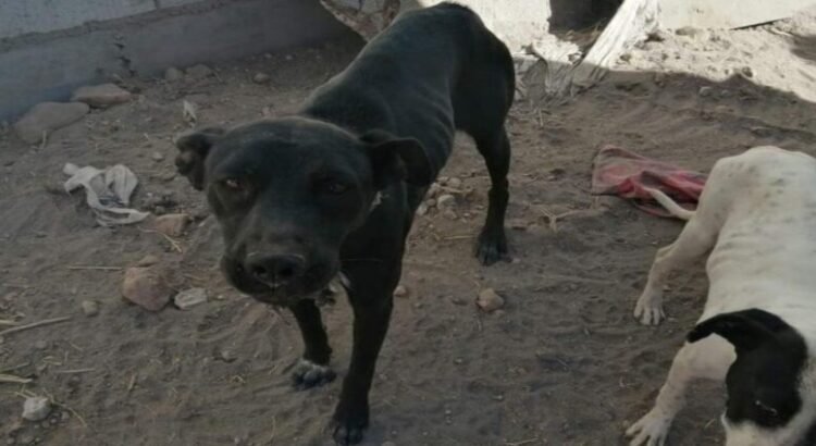 Van mas de 50 perros que son rescatados en Querétaro en este 2025