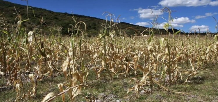 Las aseguradoras se resisten a intervenir en campo queretano