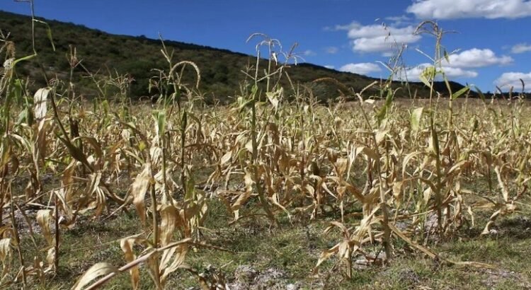 Las aseguradoras se resisten a intervenir en campo queretano