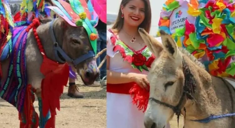 Invitan a … concurso de rebuznos