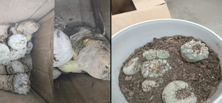La profepa asegura ocho peyotes en una paquetería del aeropuerto del estado de Querétaro La profepa asegura ocho peyotes en una paquetería del aeropuerto del estado de Querétaro