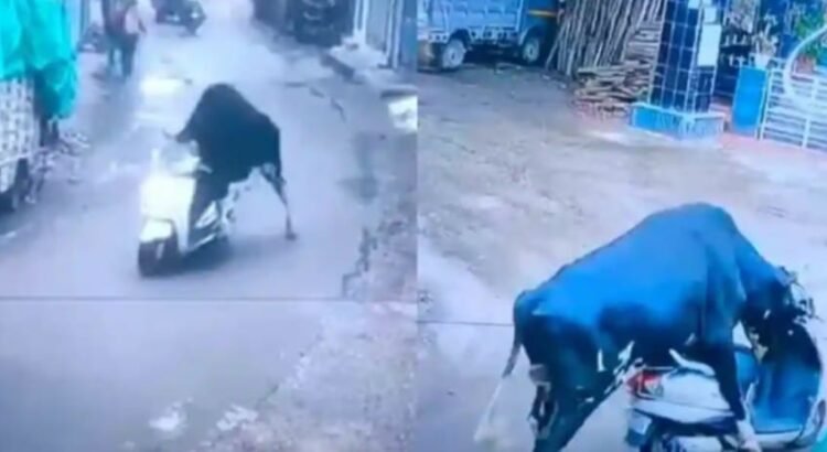 Toro “roba” una motoneta y se “da a la fuga”