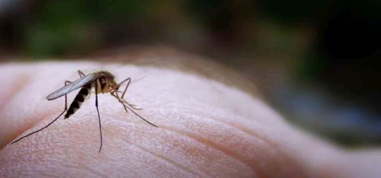 Querétaro y Jalpan concentran el mayor de los casos de dengue