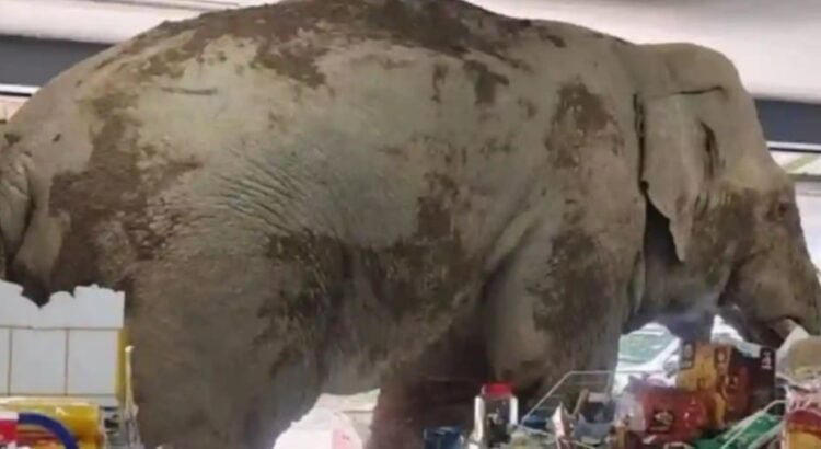 Elefante entró a robar a tienda de conveniencia