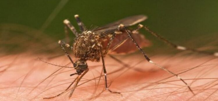 Se suman 20 casos de dengue en el estado de Querétaro