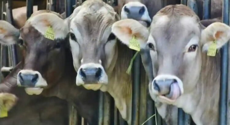 Ordena Estados Unidos el cierre de la frontera a ganado mexicano Ordena Estados Unidos el cierre de la frontera a ganado mexicano