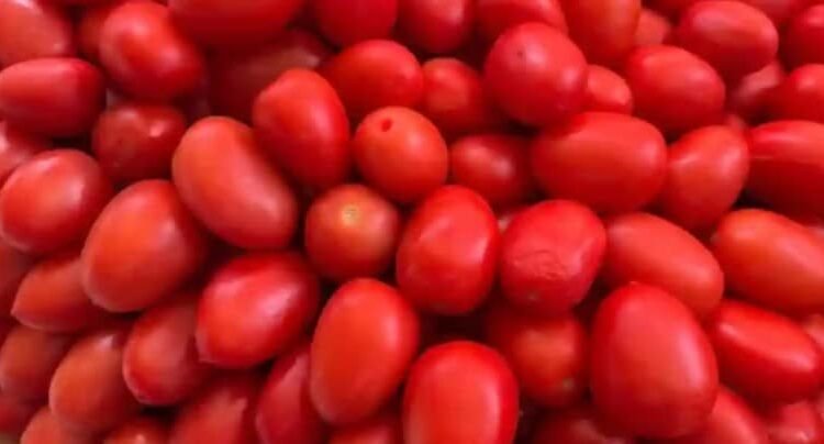 Impone Estados Unidos aranceles del 17 % al tomate mexicano