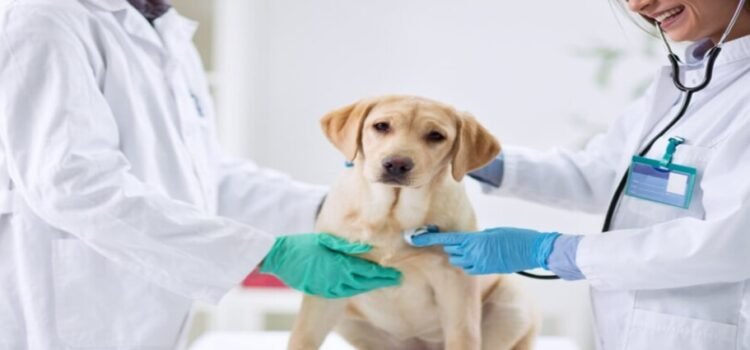 Se analiza el habilitar un hospital veterinario en el estado de Querétaro