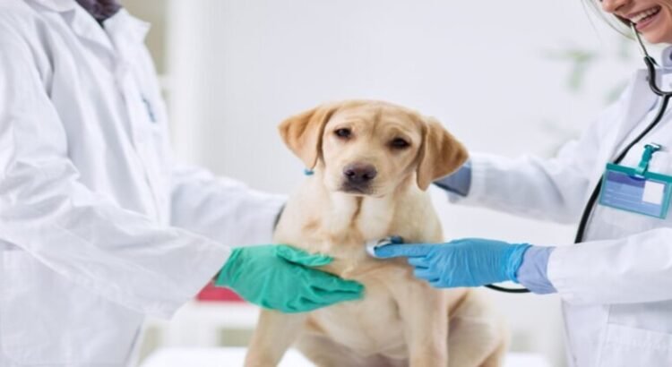 Se analiza el habilitar un hospital veterinario en el estado de Querétaro