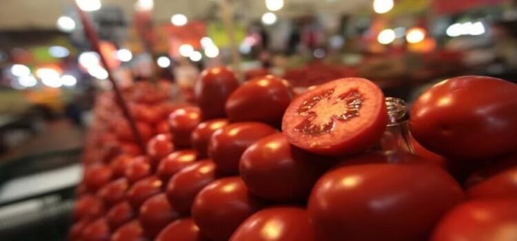 El arancel al tomate impactaría a los productores queretanos