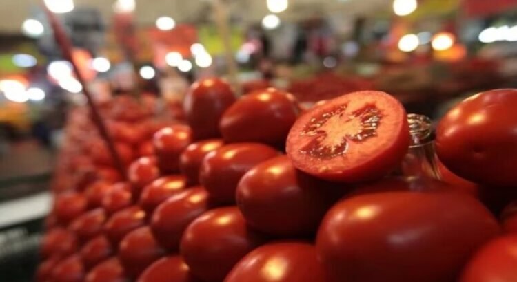 El arancel al tomate impactaría a los productores queretanos