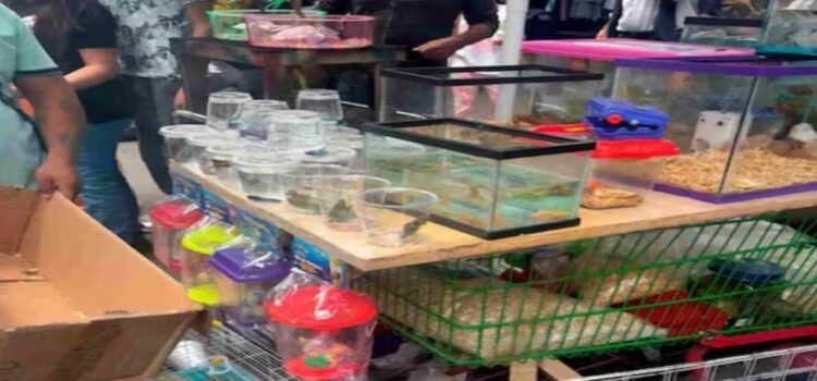 Son asegurados ajolotes, ranas, iguanas y erizos en puesto ambulante de Querétaro Son asegurados ajolotes, ranas, iguanas y erizos en puesto ambulante de Querétaro
