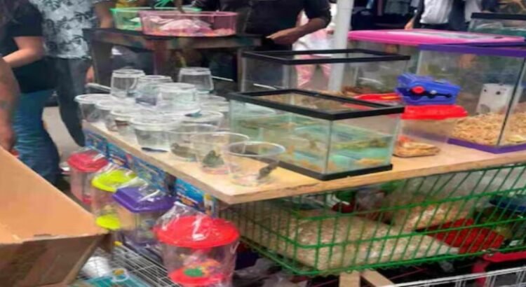Son asegurados ajolotes, ranas, iguanas y erizos en puesto ambulante de Querétaro