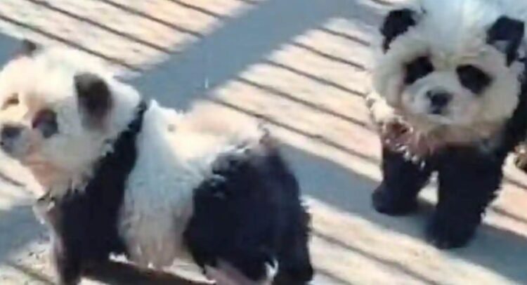 Zoológico da a los visitantes perro por panda