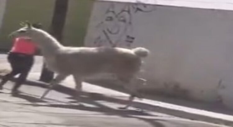 Una mujer ‘llama’ la atención en Querétaro por pasear con su exótica mascota