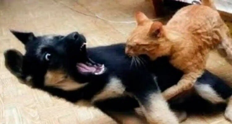 Recién casados quieren divorciarse… porque su perro y su gato no se llevan bien