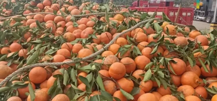 Reportan productores de Veracruz pérdida total de cosecha de naranja