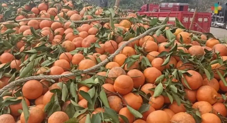 Reportan productores de Veracruz pérdida total de cosecha de naranja