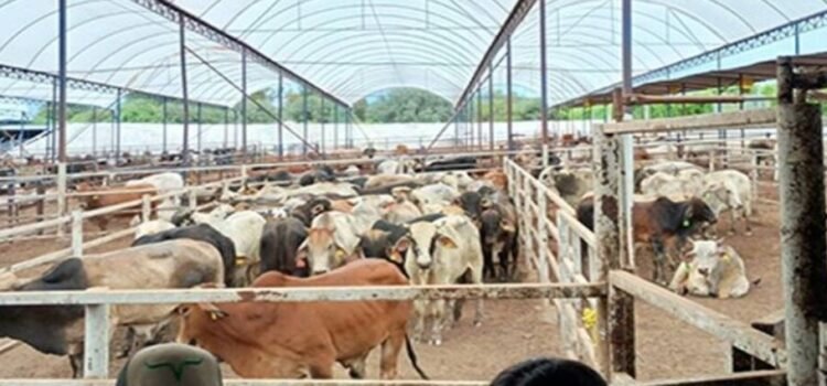 Senasica detecta el gusano barrenador en el estado de Querétaro