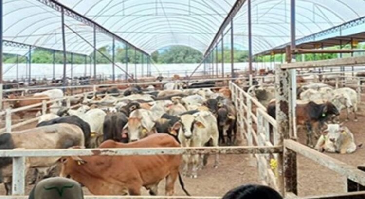 Senasica detecta el gusano barrenador en el estado de Querétaro
