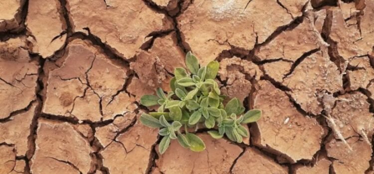 Se dirige el planeta hacia un catastrófico calentamiento de 2.5°C advierte la ONU