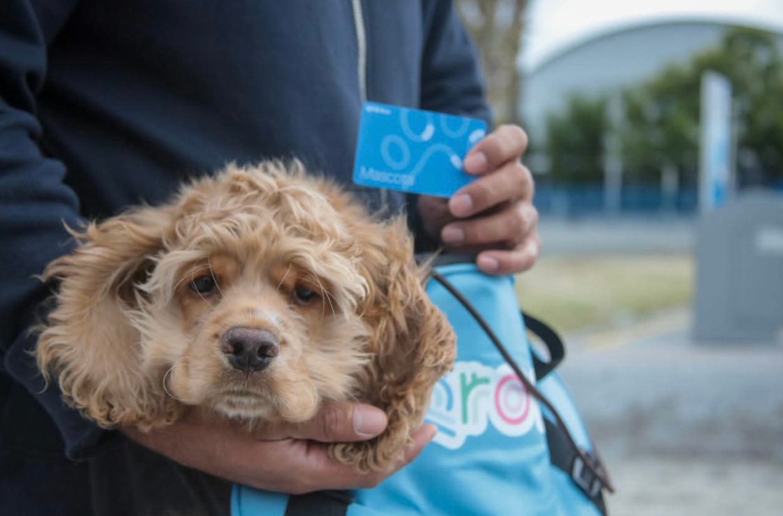 AMEQ entrega más de 300 tarjetas Qrobús para mascotas durante jornada Pet Friendly